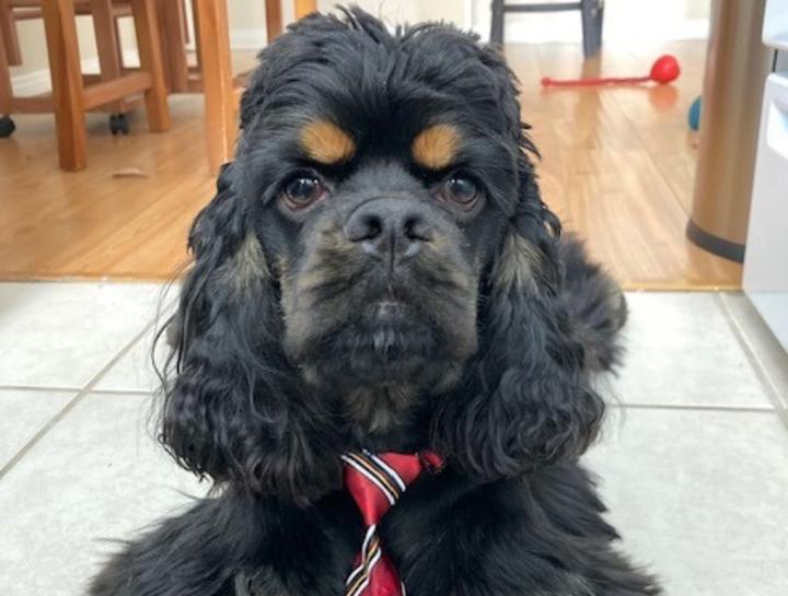 November's Pet of The Month