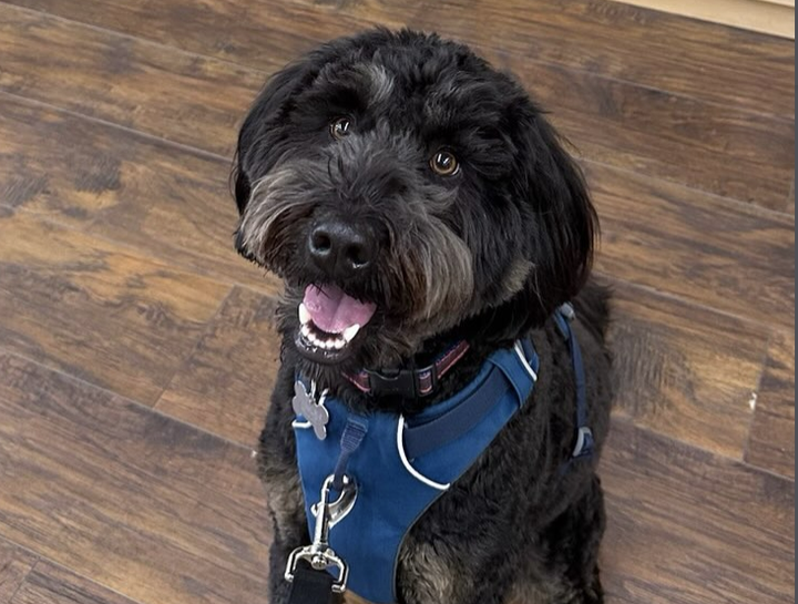 April's Pet of The Month