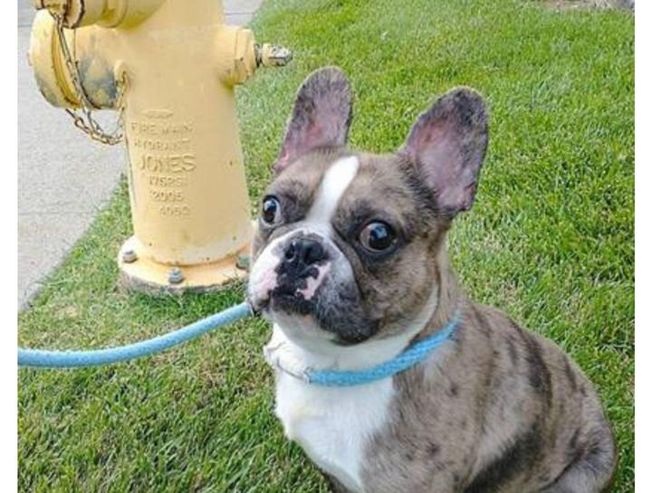 July's Pet Of The Month 2025