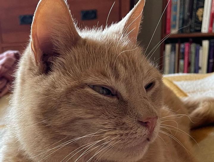 October's Pet of The Month