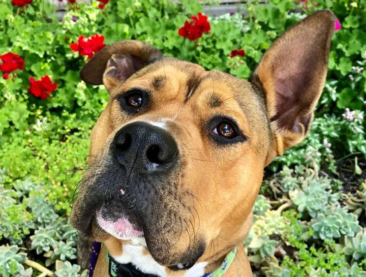 September's Pet of the Month