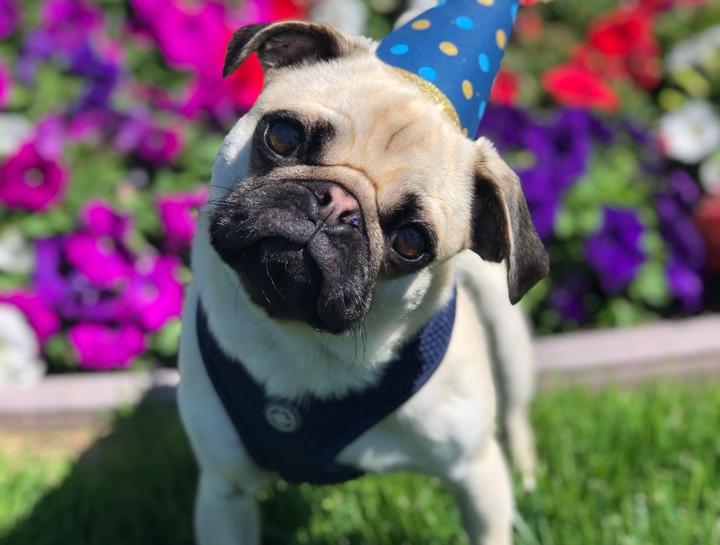 December's Pet of The Month