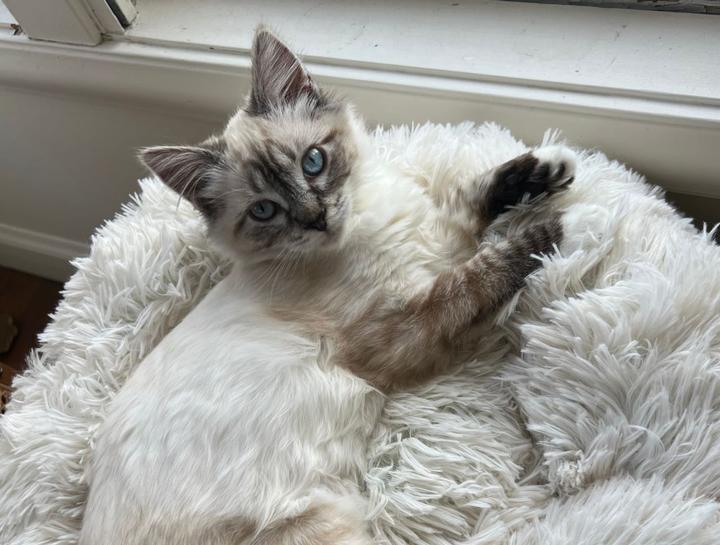 September's Pet of The Month