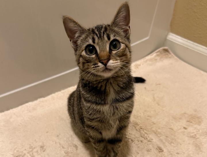 February's Pet of The Month