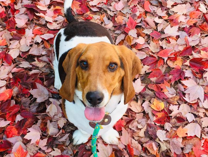 January's Pet of The Month