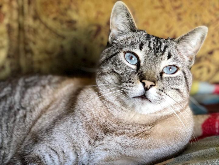May's Pet of The Month