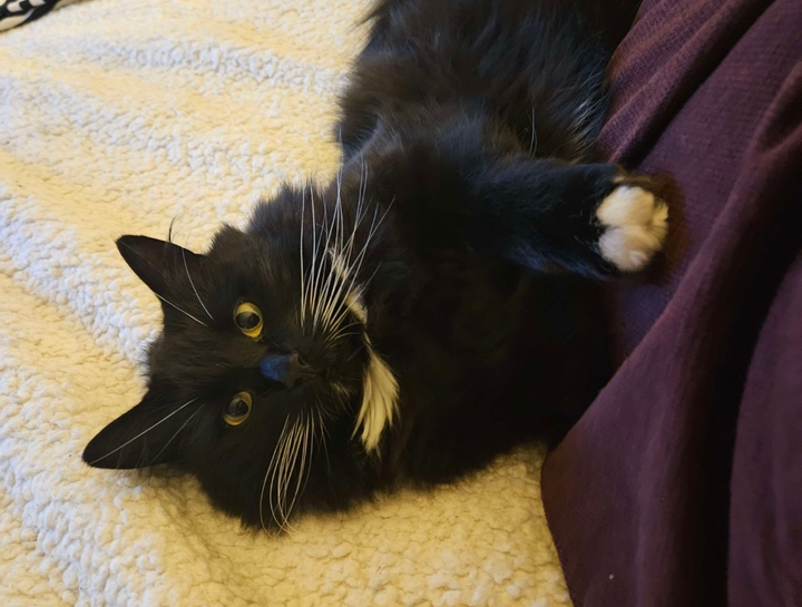 June Pet Of The Month 2025