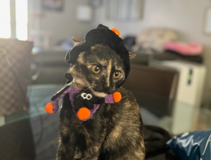 October Pet of The Month