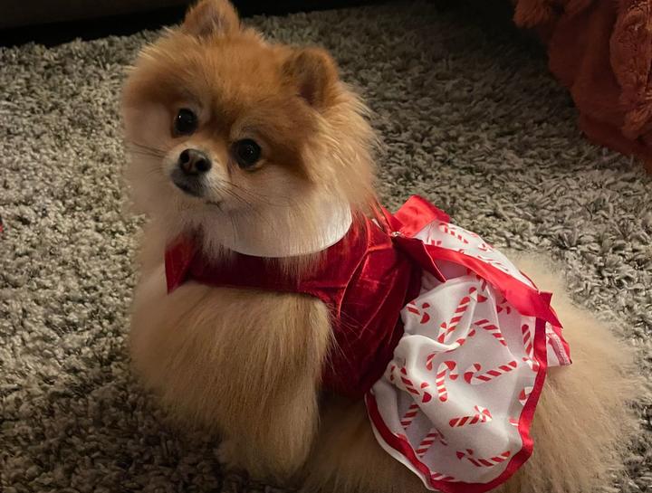 May Pet of the month 2025